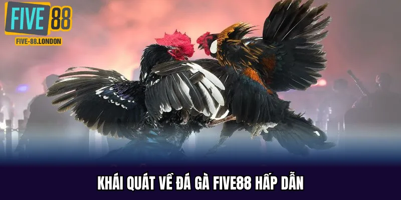 Khái quát về đá gà FIVE88 hấp dẫn